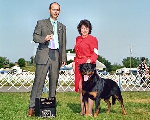 Djuke AKC BOB Win 2008