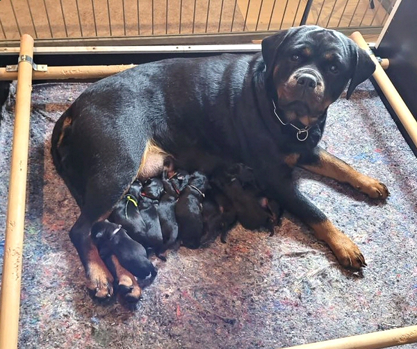 Samba with Puppies