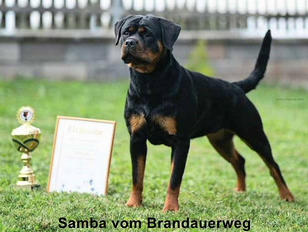 Samba