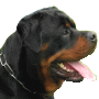 Djuke